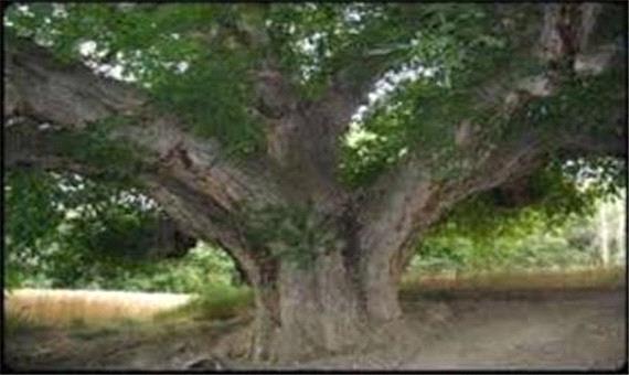 درخت چنار باجگان بافق در فهرست آثار ملي کشور ثبت شد