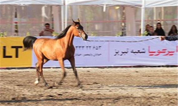 برگزاري جشنواره ملي زيبايي اسب اصيل ايراني در تفت