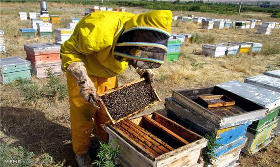 ممنوعیت جابجایی كلنی‌های زنبور عسل از 22 مهرماه جاری