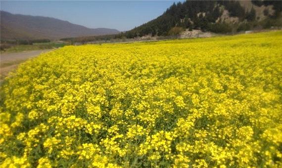 افزایش 30درصدی کشت دانه روغنی کلزا در شهرستان ابرکوه