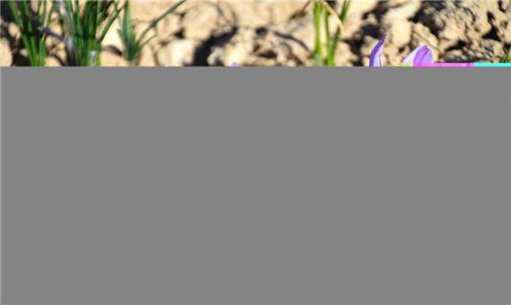 افزایش 11 هکتاری کاشت زعفران در ابركوه