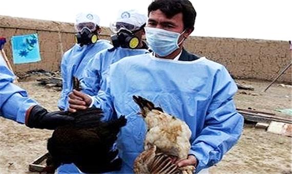 آشنایی فعالان دامپزشكی یزد با راهكارهای مقابله با آنفلوانزای پرندگان