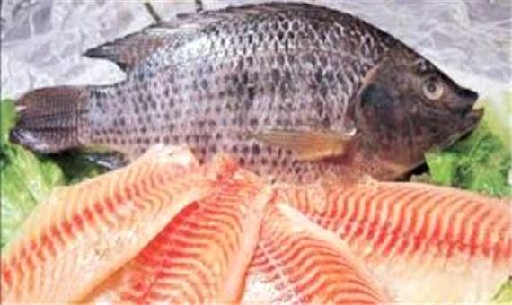 سرمایه گذاری برای پرورش ماهی تیلاپیا در 10 استخر بافق آماده است