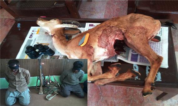 شکارچیان غیرقانونی در شیرکوه دستگیر شدند