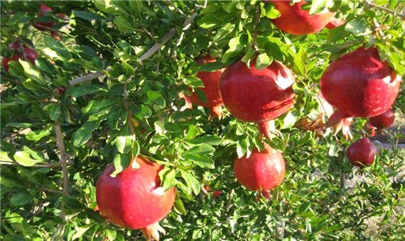 برداشت 89 هزار تن محصول انار در استان یزد