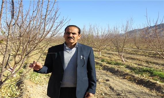 مدیر باغبانی جهاد کشاورزی :400 تن گیاهان دارویی در استان یزد برداشت شد