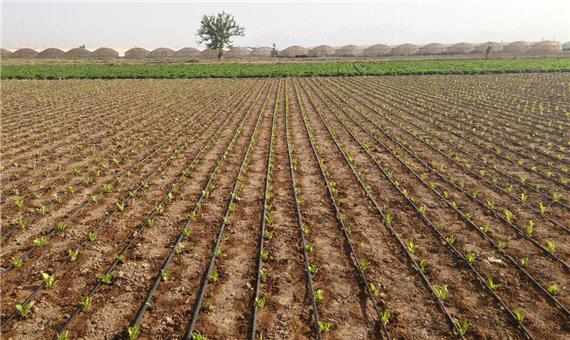 بهره برداری از 58 طرح بخش کشاورزی یزد در دهه فجر