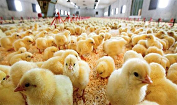 نظارت بهداشتی دامپزشکی یزد بر 24 میلیون قطعه جوجه‌ریزی در مرغداری‌ها
