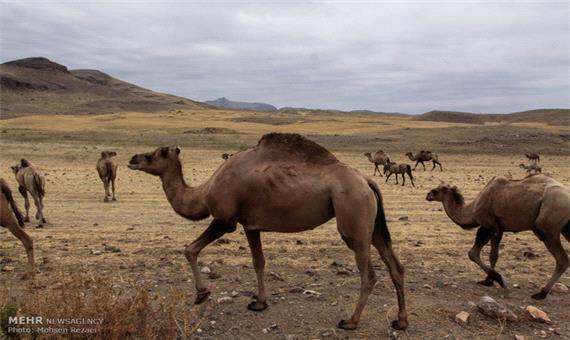 ظرفیت پرورش 16 هزار نفر شتر در اراضی بیابانی یزد فراهم شد