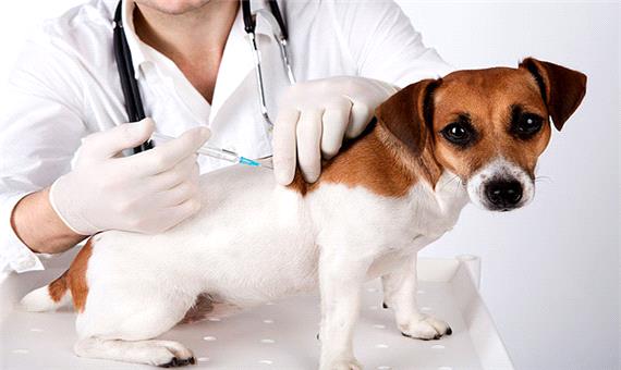واکسیناسیون بیش از  4000 قلاده سگ صاحب‌دار در یزد