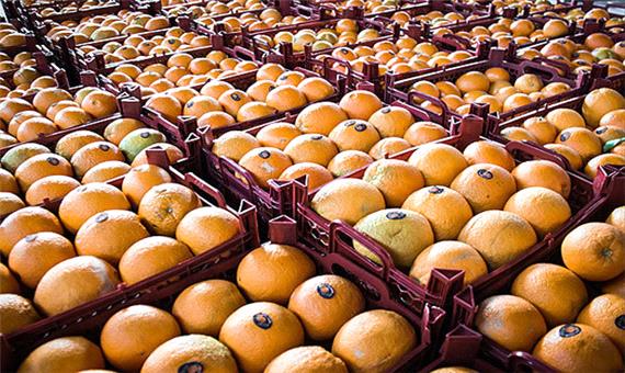 قمیت سیب و پرتقال در استان یزد کاهش یافت