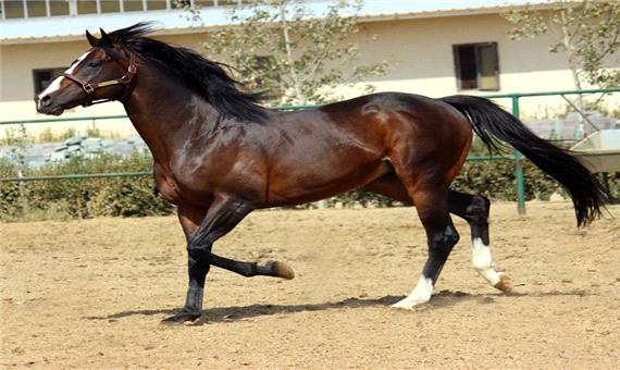 اسب‌های وارداتی سدی برای رشد و تولید اسب اصیل ایرانی است