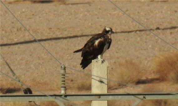 عقاب ماهیگیر در مهریز یزد مشاهده شد