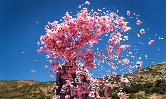 کشت گل محمدی در یزد به 600 هکتار افزایش می یابد