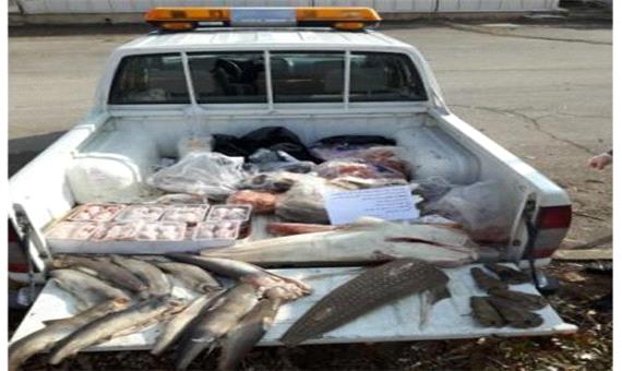 کشف و معدوم‌سازی بیش از 50 کیلو ماهی حرام در یزد