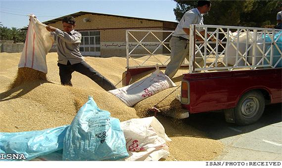 خرید تصمینی و توافقی 170 هزار تن محصولات کشاورزی یزد