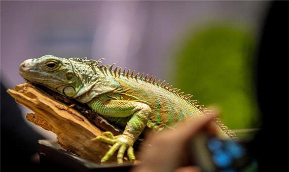 همزمان با هفته تنوع زیستی: نمایشگاه خزندگان در یزد برگزار شد