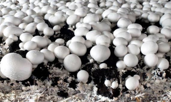 مدیر باغبانی جهادکشاورزی یزد: قارچ‌های تولیدی در استان کاملا سالم هستند