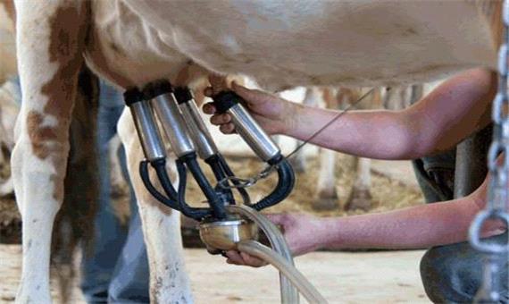 سهمیه خرید تضمینی شیر در استان یزد افزایش می‌یابد