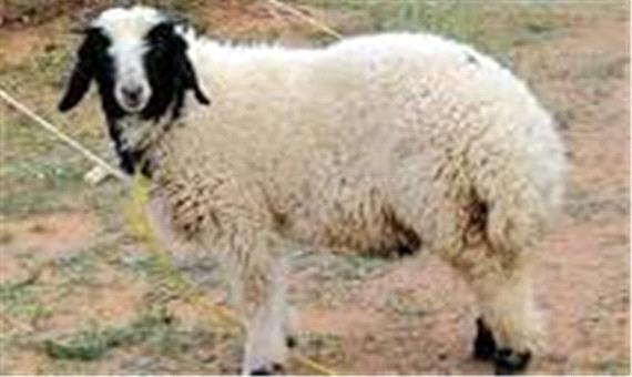 کلاهبرداری با عنوان «فروش گوسفند مناسب»