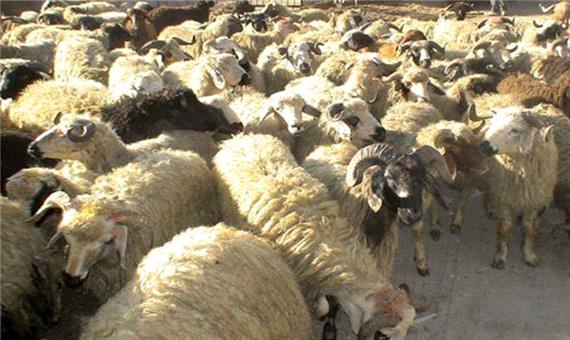165 راس گوسفند قاچاق در تفت کشف شد