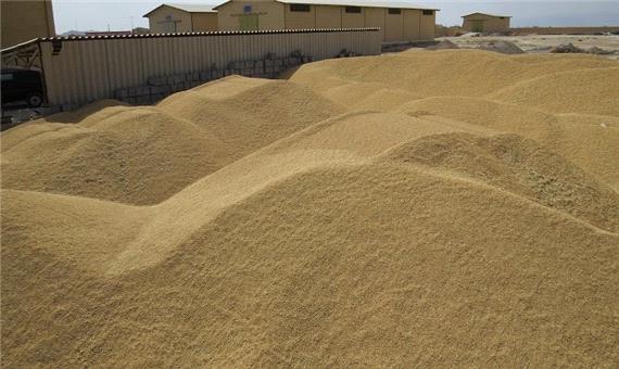 افزون بر چهار هزار تن گندم در ابرکوه خریداری شد