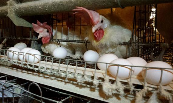 احیای یک واحد تولید‌کننده تخم‌مرغ در یزد پس از 3 سال تعطیلی