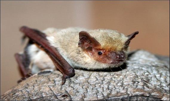 خفاش بال‌سفید برای نخستین بار در یزد مشاهده شد
