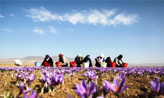 کشت زعفران در مهریز 15  درصد افزایش یافت
