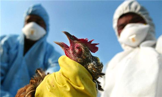 مدیر کل دامپزشکی یزد: هیچ کانون آنفلوآنزایی تاکنون در یزد مشاهده نشده است