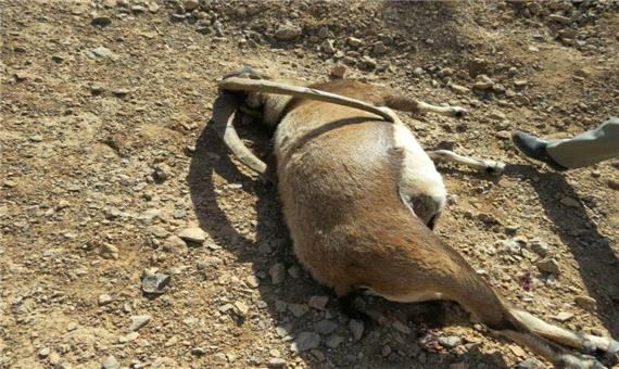یک راس کل وحشی در هرات در خاتم تلف شد