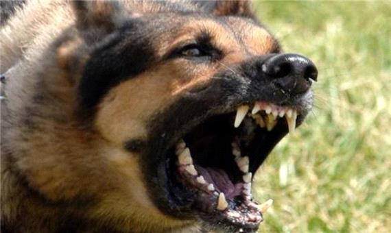 حمله سگ علت مرگ کودک شهروند خارجی در میبد است