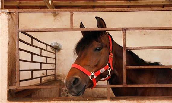 تیمار 1800 رأس انواع نژادهای اسب اصیل در یزد