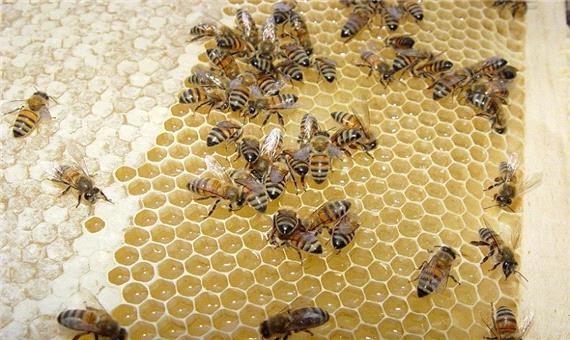 25 تن عسل در ابرکوه تولید شد