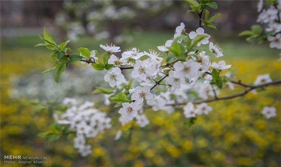 شکوفه‌باران درختان یزد در سردترین فصل سال/تجربه چهارفصل در یک‌روز
