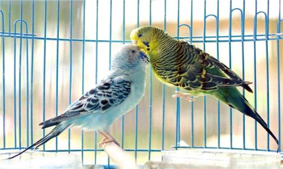نگهداری پرندگان در منزل، سلامت افراد را به خطر می اندازد