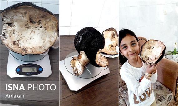 رشد قارچ نیم کیلویی در خانه یک شهروند اردکانی + تصاویر