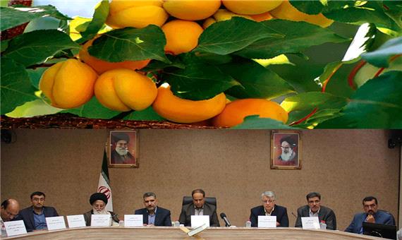 یزد چهارمین تولید‌کننده زردآلوی ایران