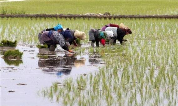 افزایش هزار هکتاری کشت برنج در  شرقی ترین اراضی مازندران