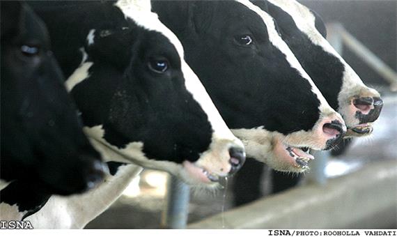 دامپزشکی از 3000 راس گاو در یزد تست تب مالت گرفت
