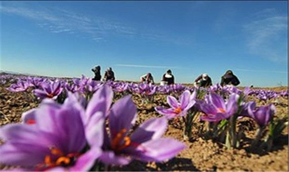 کشت طلای سرخ، نسخه نجات بخش کشاورزی در استان کم آب یزد