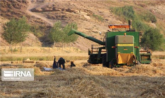 خرید گندم در استان یزد 50 درصد کاهش یافت