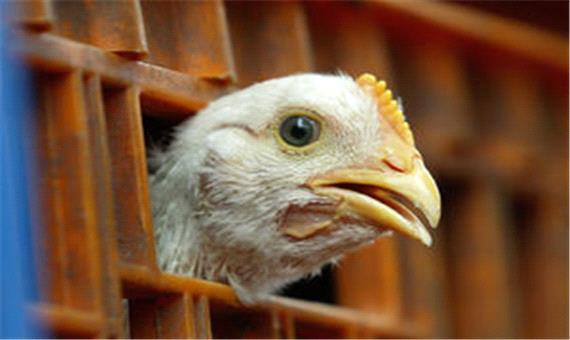 گوشت مرغ در استان یزد نایاب شد
