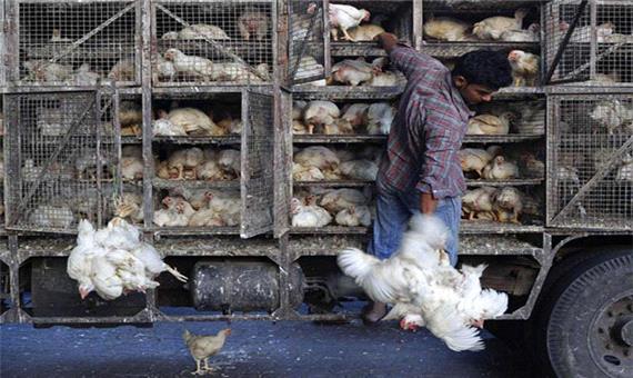 کشف میلیاردی مرغ زنده قاچاق در اشکذر