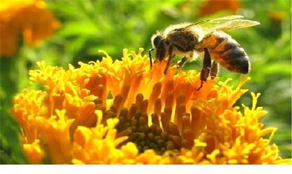 یک مسئول: سرمایه صندوق حمایت از توسعه صنعت زنبورداری طی چهارسال اخیر هفت برابر افزایش یافت