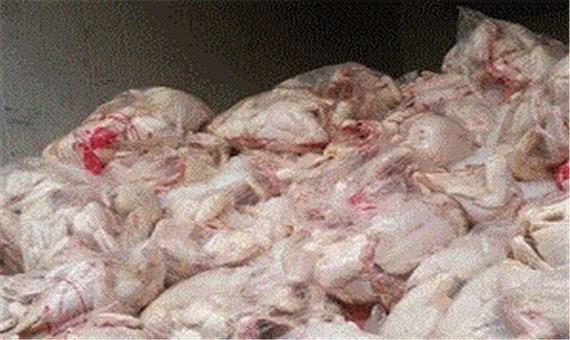 توزیع مرغ منجمد با قیمت 15 هزار و 500 تومان